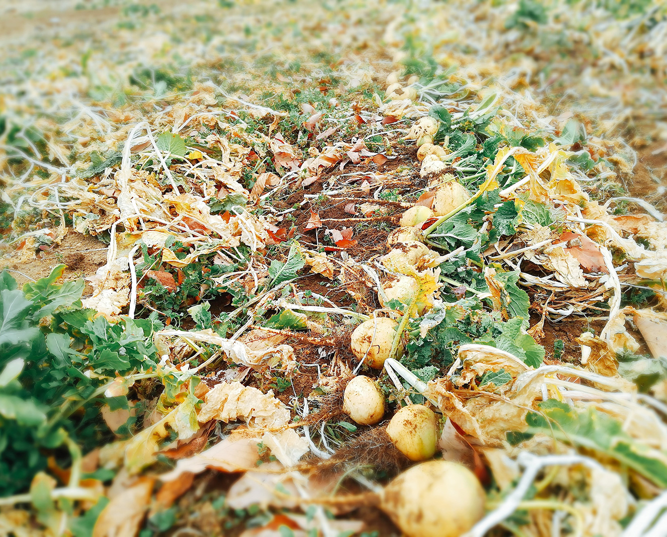 HAMARA FARM